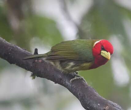 Image of Red-headed Barbet