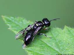 Image de Crossocerus palmipes (Linnaeus 1767)