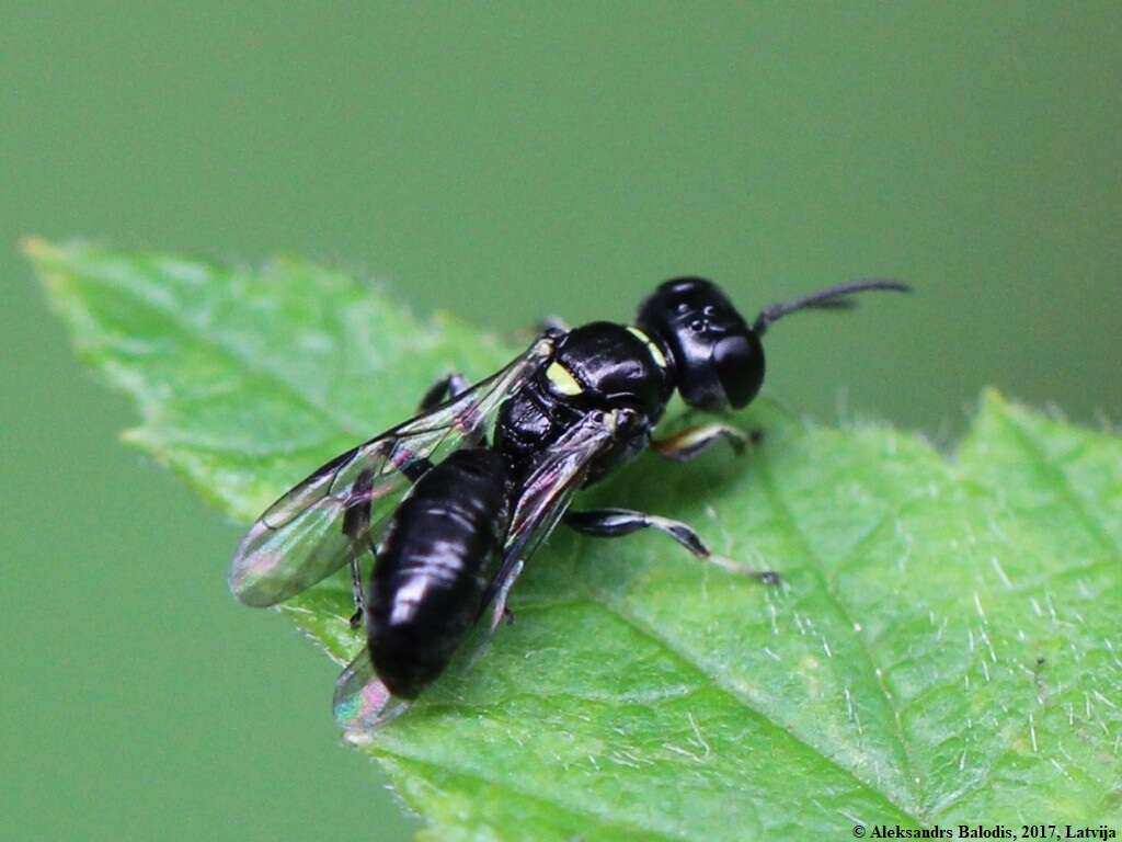 Image de Crossocerus palmipes (Linnaeus 1767)