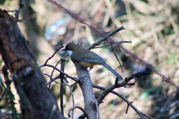 Слика од Garrulax albogularis