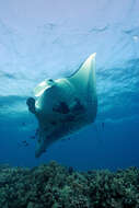 Image of Chevron Manta Ray