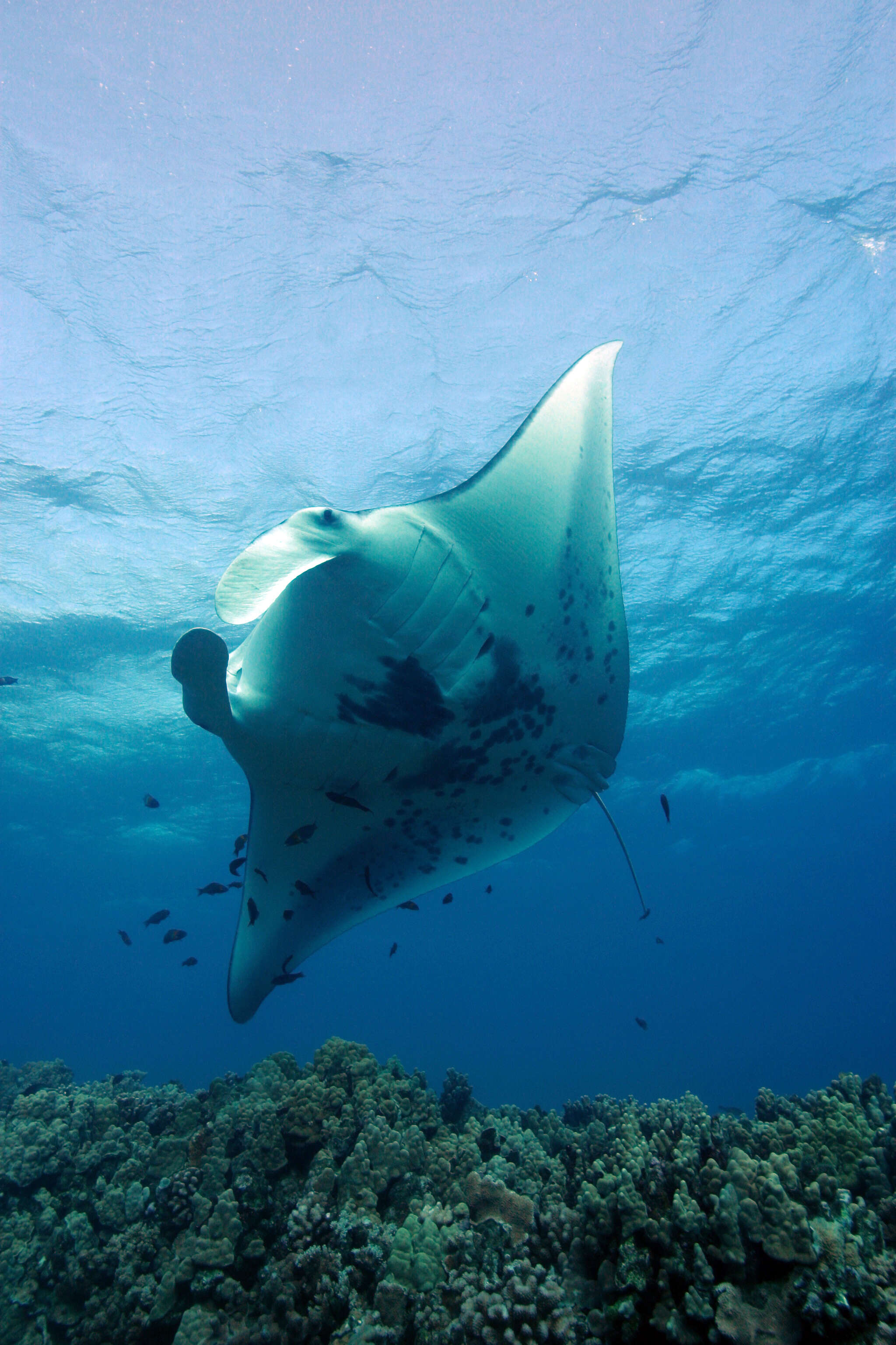 Image of Chevron Manta Ray