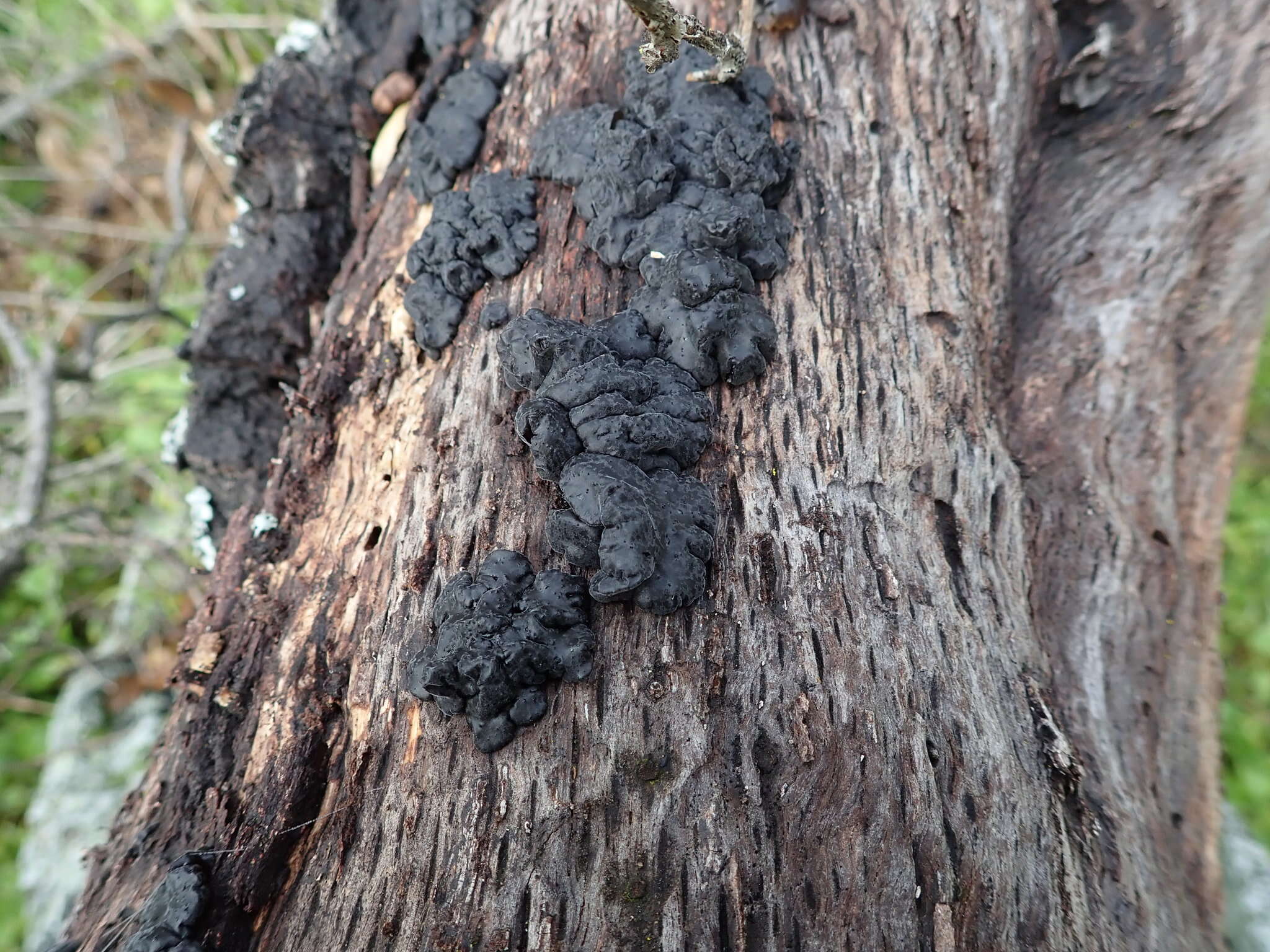 Image of Black Witches' Butter