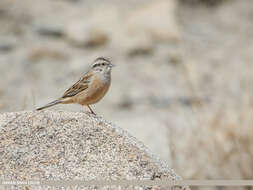 Image of European Rock Bunting