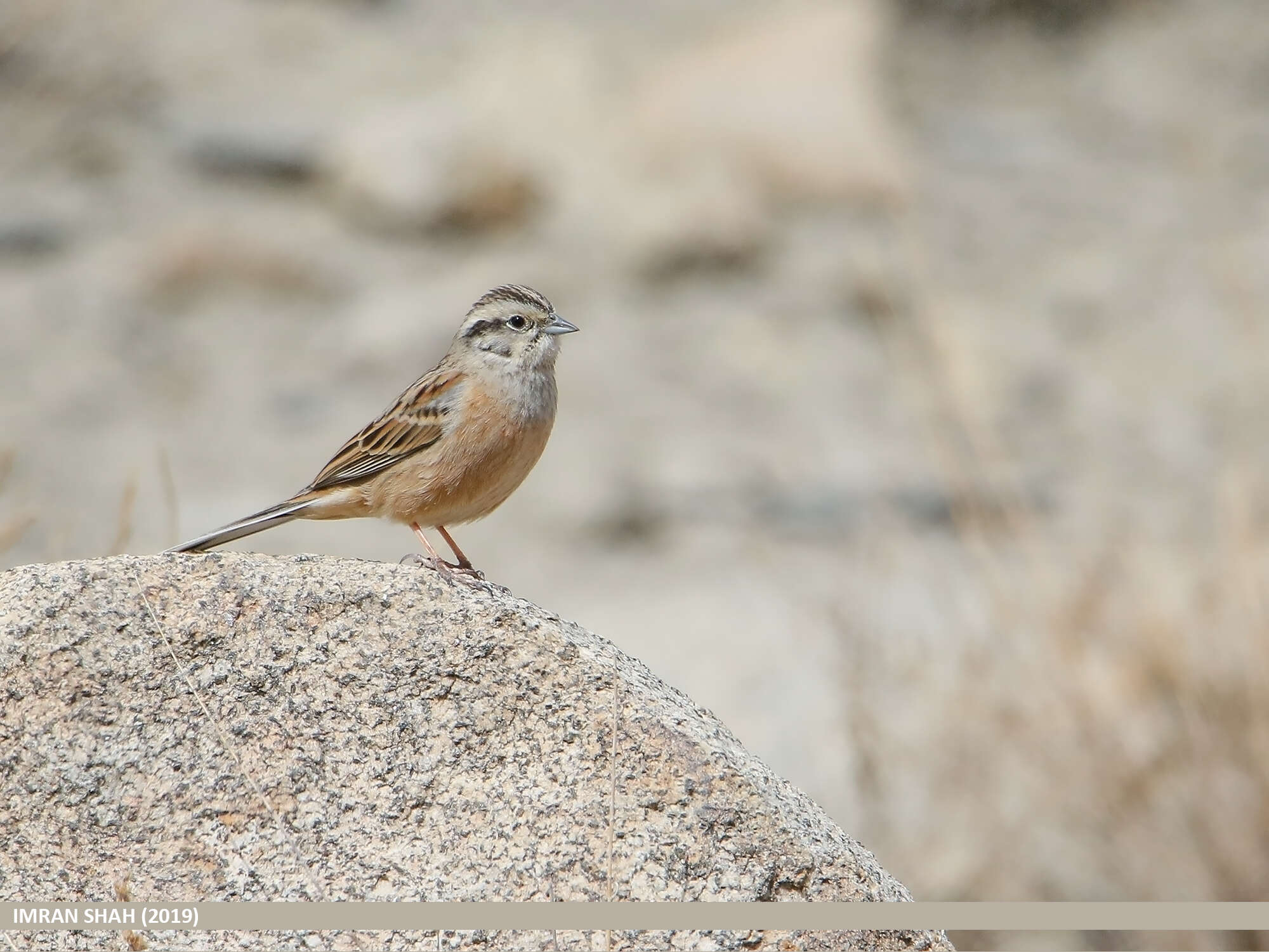 Image of European Rock Bunting