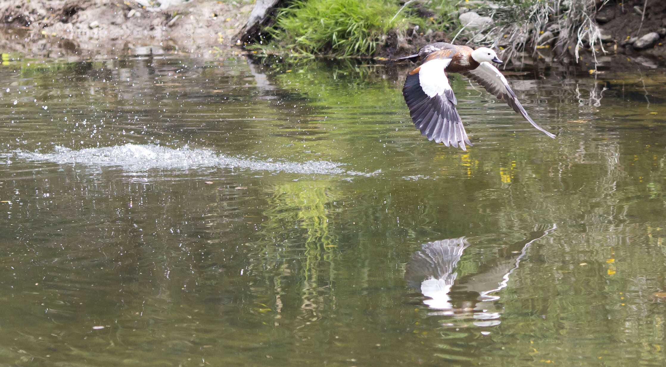 Image of Paradise Shelduck