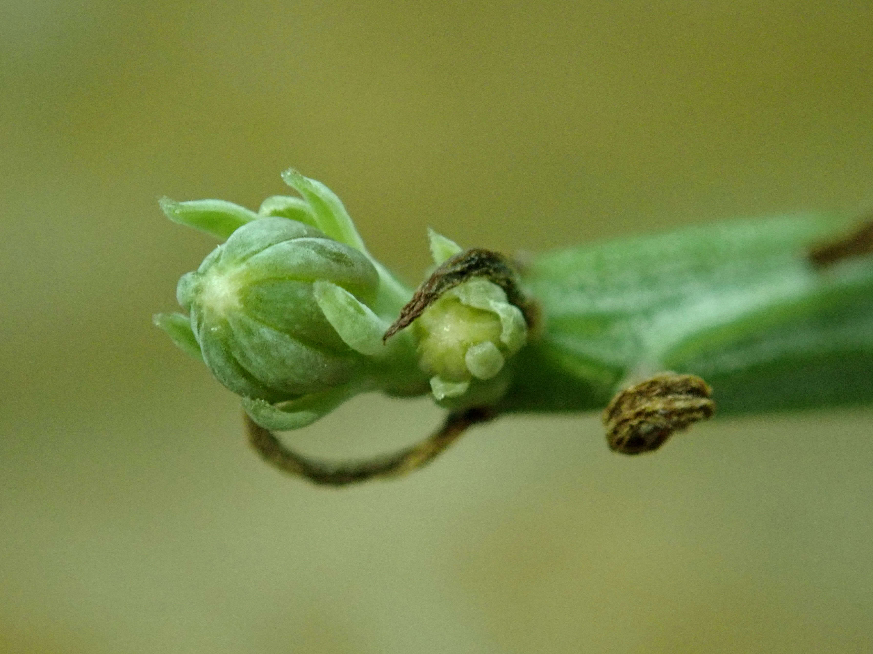 Image of Kleinia madagascariensis (Humbert) P. Halliday