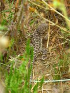 Image of Bluntnose Leopard Lizard