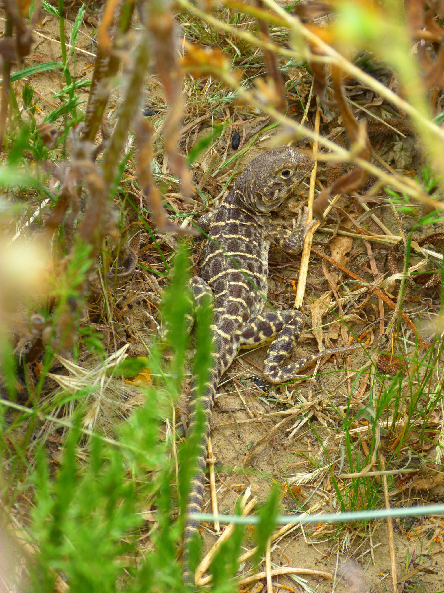 Image of Bluntnose Leopard Lizard