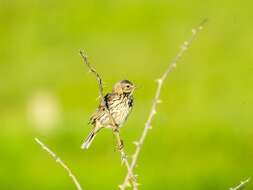 Image of Meadow Pipit