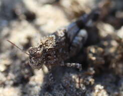 Image of blue-winged grasshopper