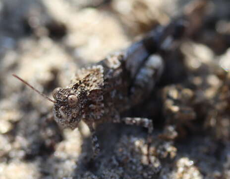 Image of blue-winged grasshopper