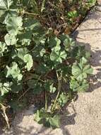 Image of common mallow