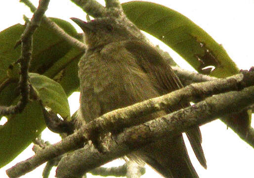 Image of Plain Honeyeater