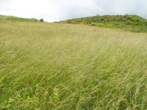 Image of Button Grass