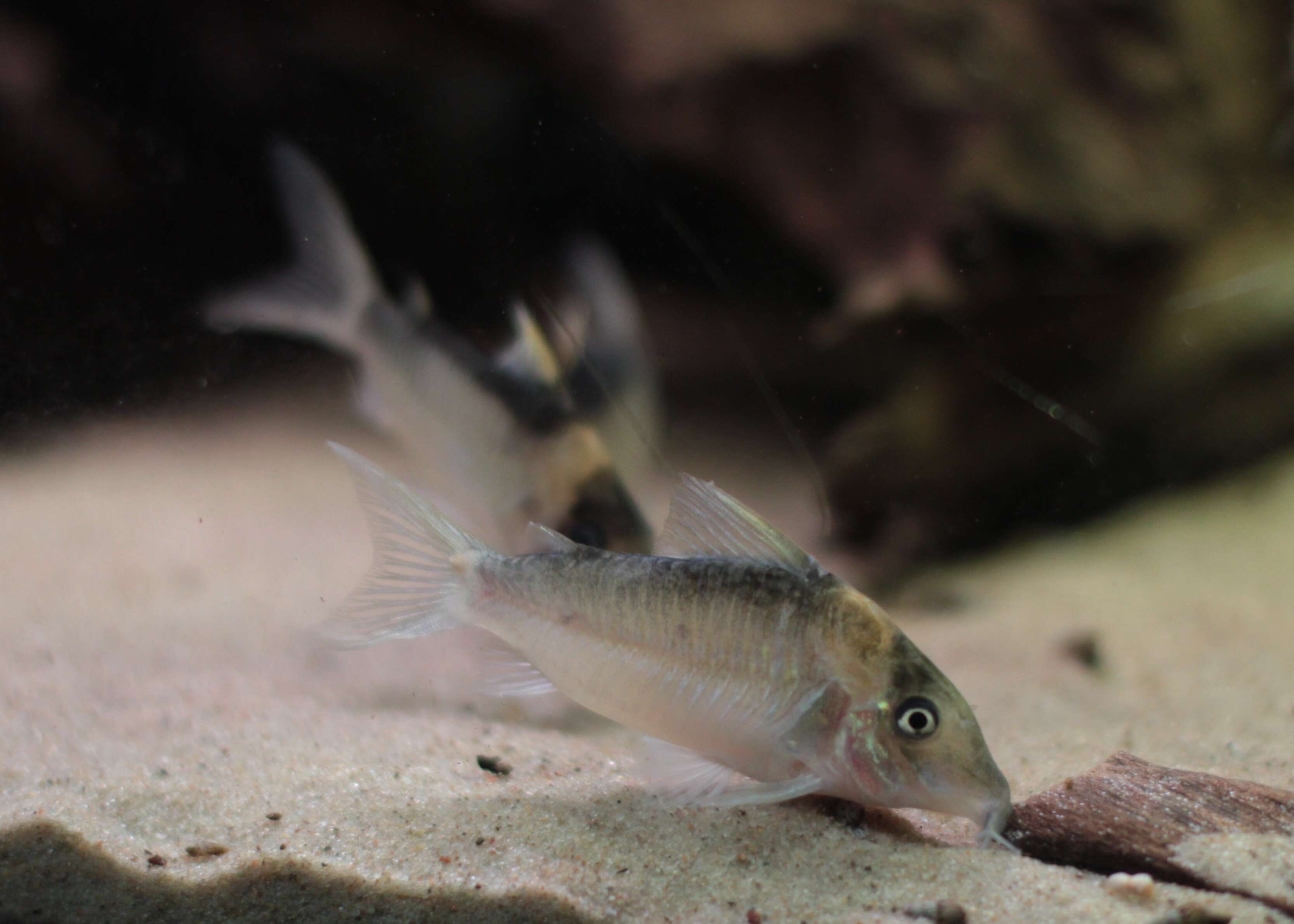 Image of Corydoras imitator Nijssen & Isbrücker 1983