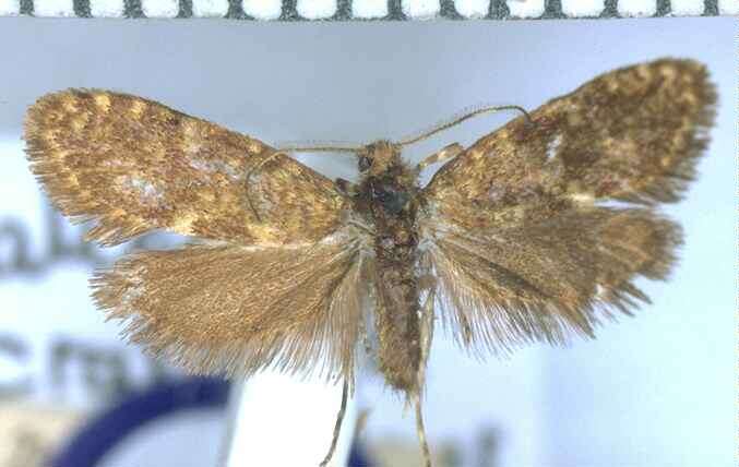 Image of Mallobathra crataea Meyrick 1888