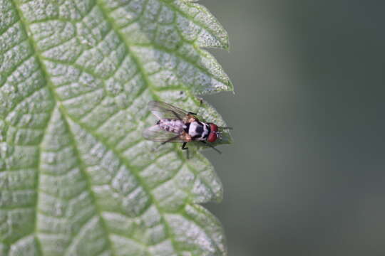 Image of Anthomyia procellaris Rondani 1866