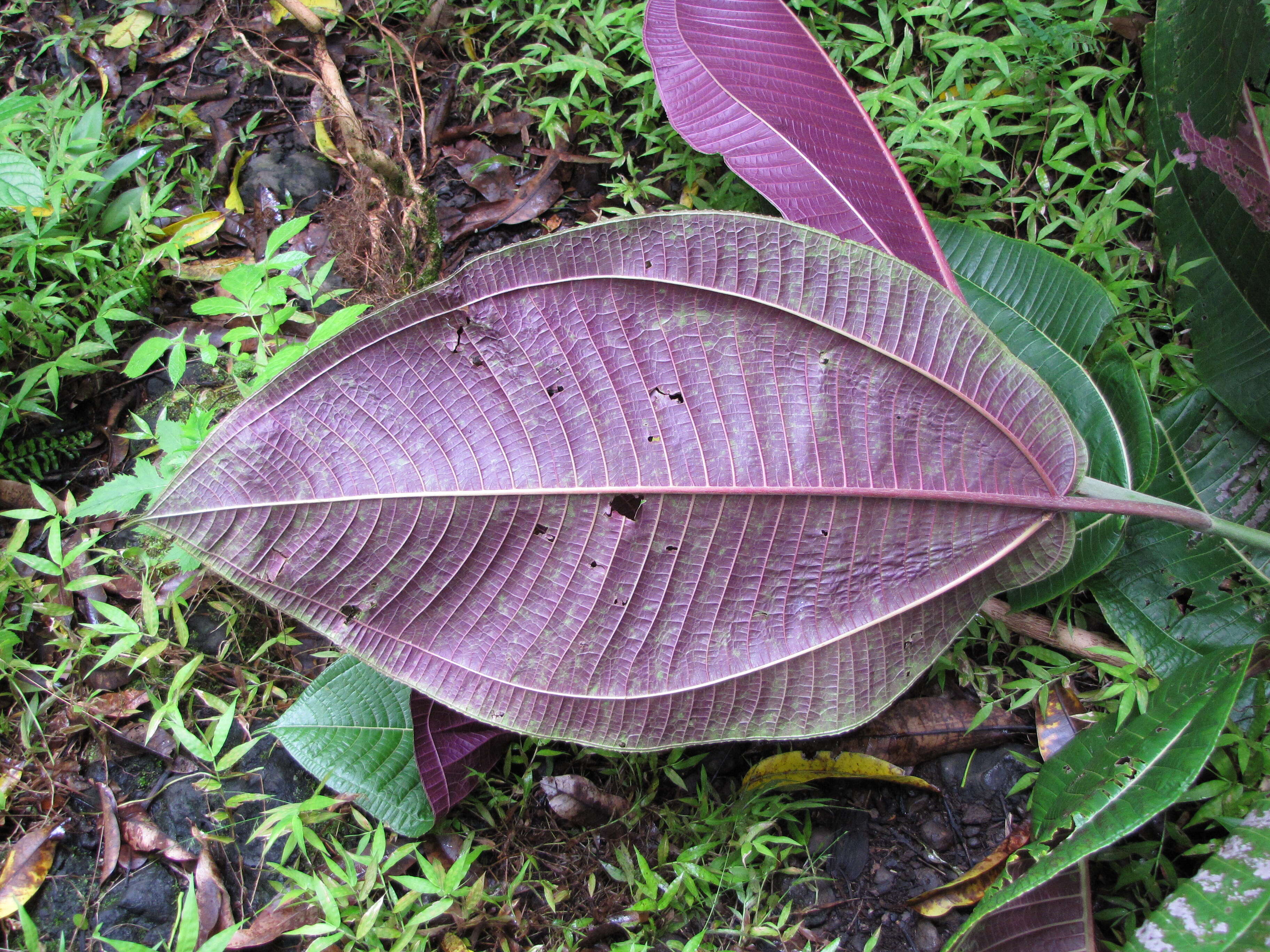 Miconia calvescens DC. resmi