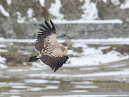 Image of Himalayan Griffon