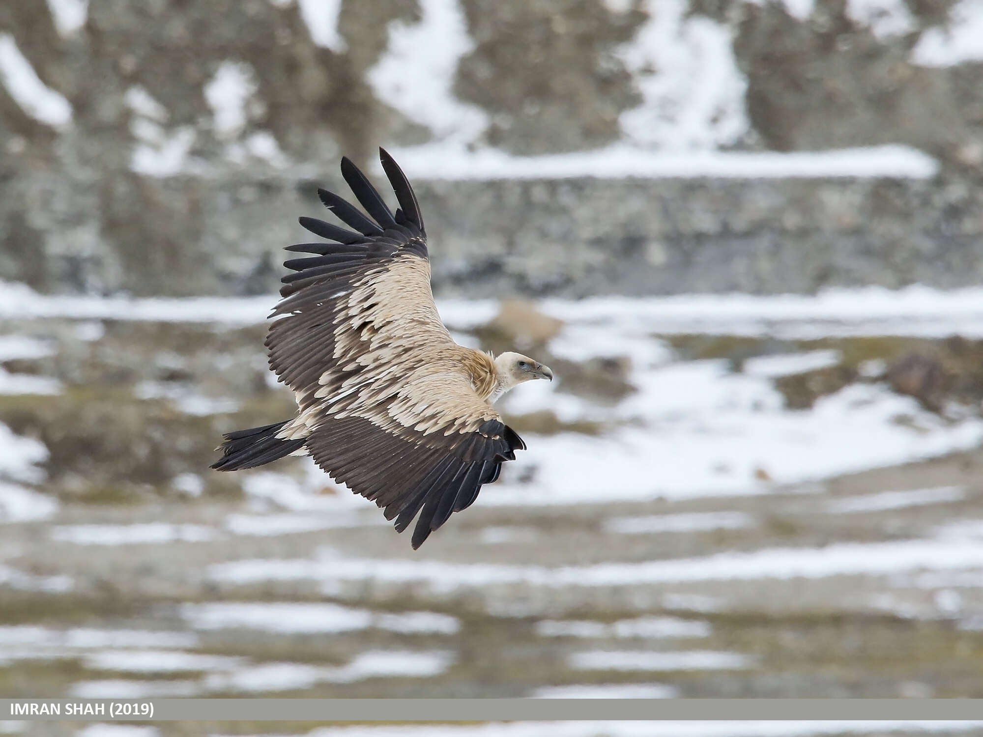 Image of Himalayan Griffon