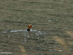 Image of Eurasian Wigeon