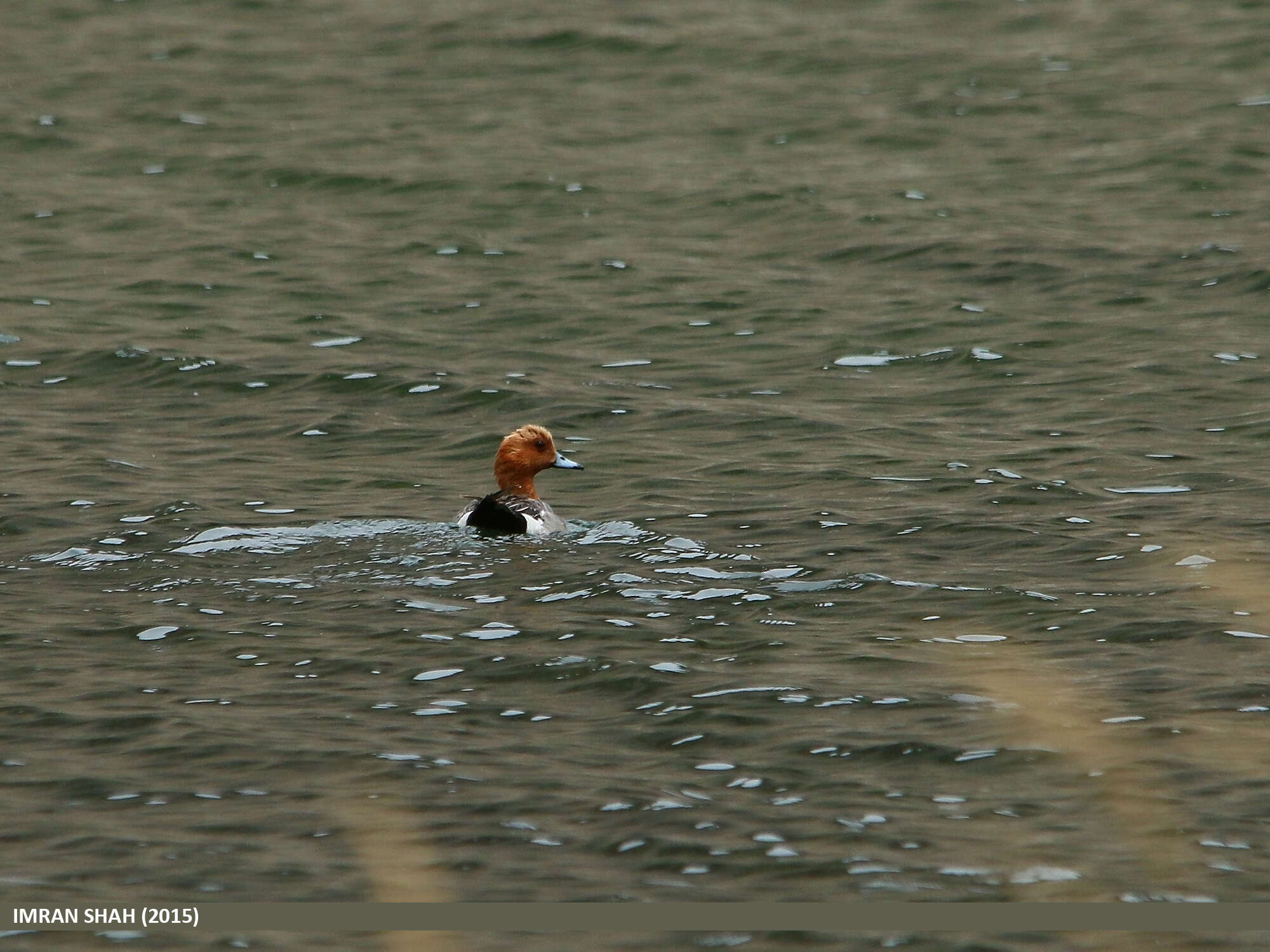 Image of Eurasian Wigeon