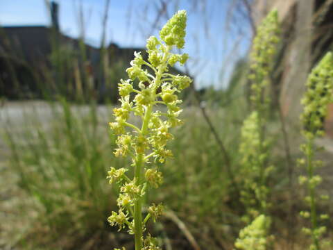 Слика од Reseda lutea L.