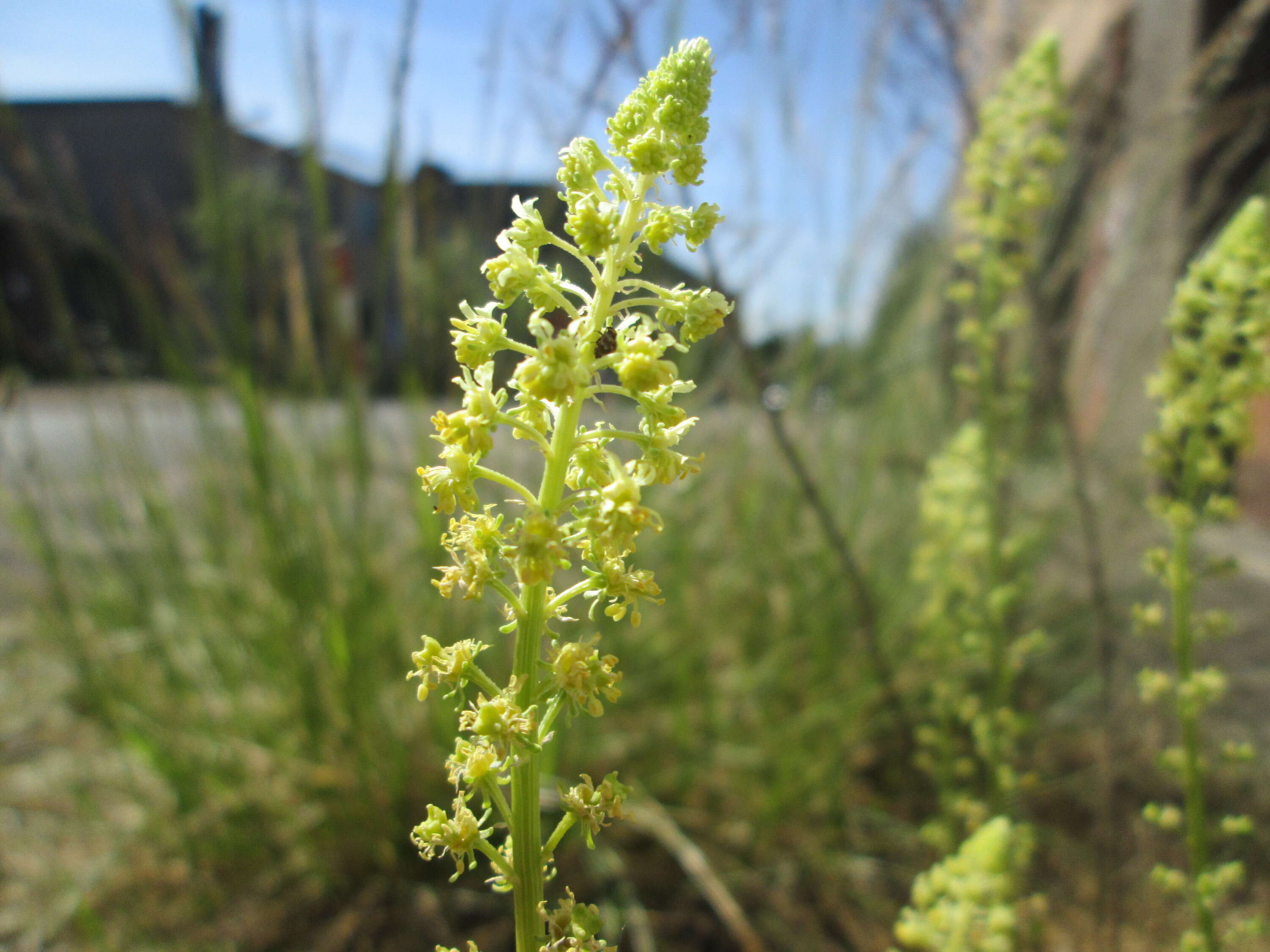 Слика од Reseda lutea L.