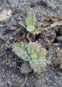 Image of dwarf thistle