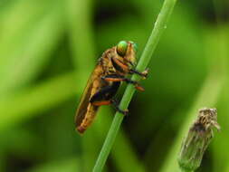 Image de Cophinopoda chinensis (Fabricius 1794)