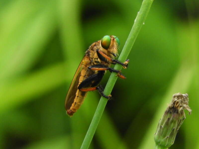 صورة Cophinopoda chinensis (Fabricius 1794)