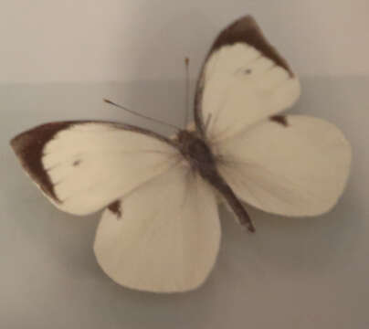 Image of Pieris wollastoni