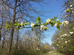 Imagem de Malus sylvestris Mill.