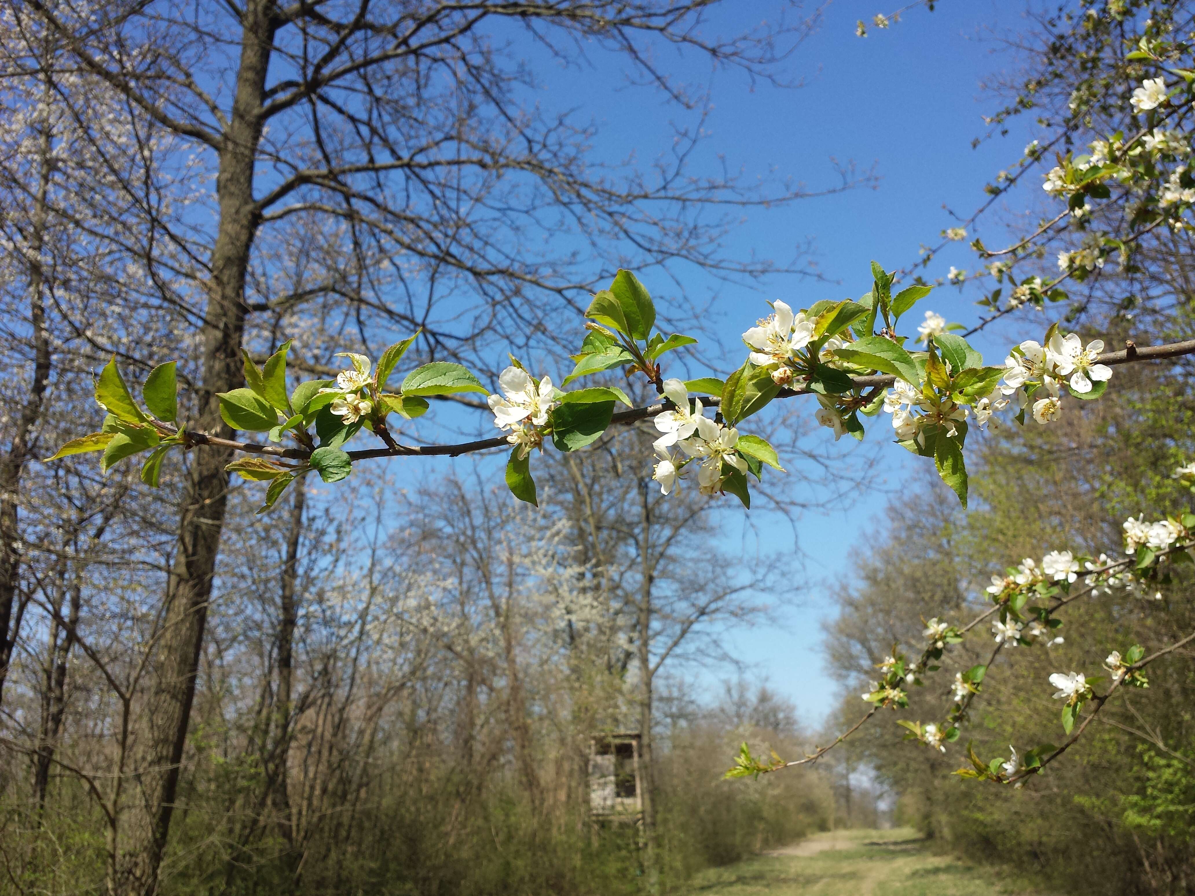 Imagem de Malus sylvestris Mill.