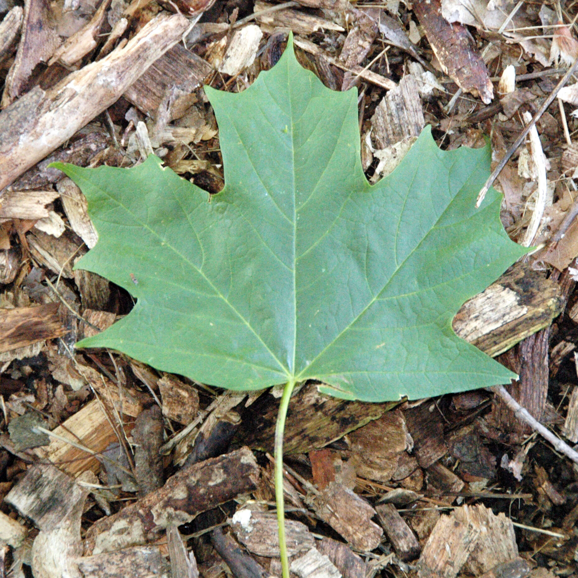 Image of sugar maple