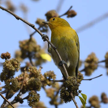 صورة Cephalopyrus Bonaparte 1854