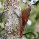 Image of Red-billed Woodcreeper