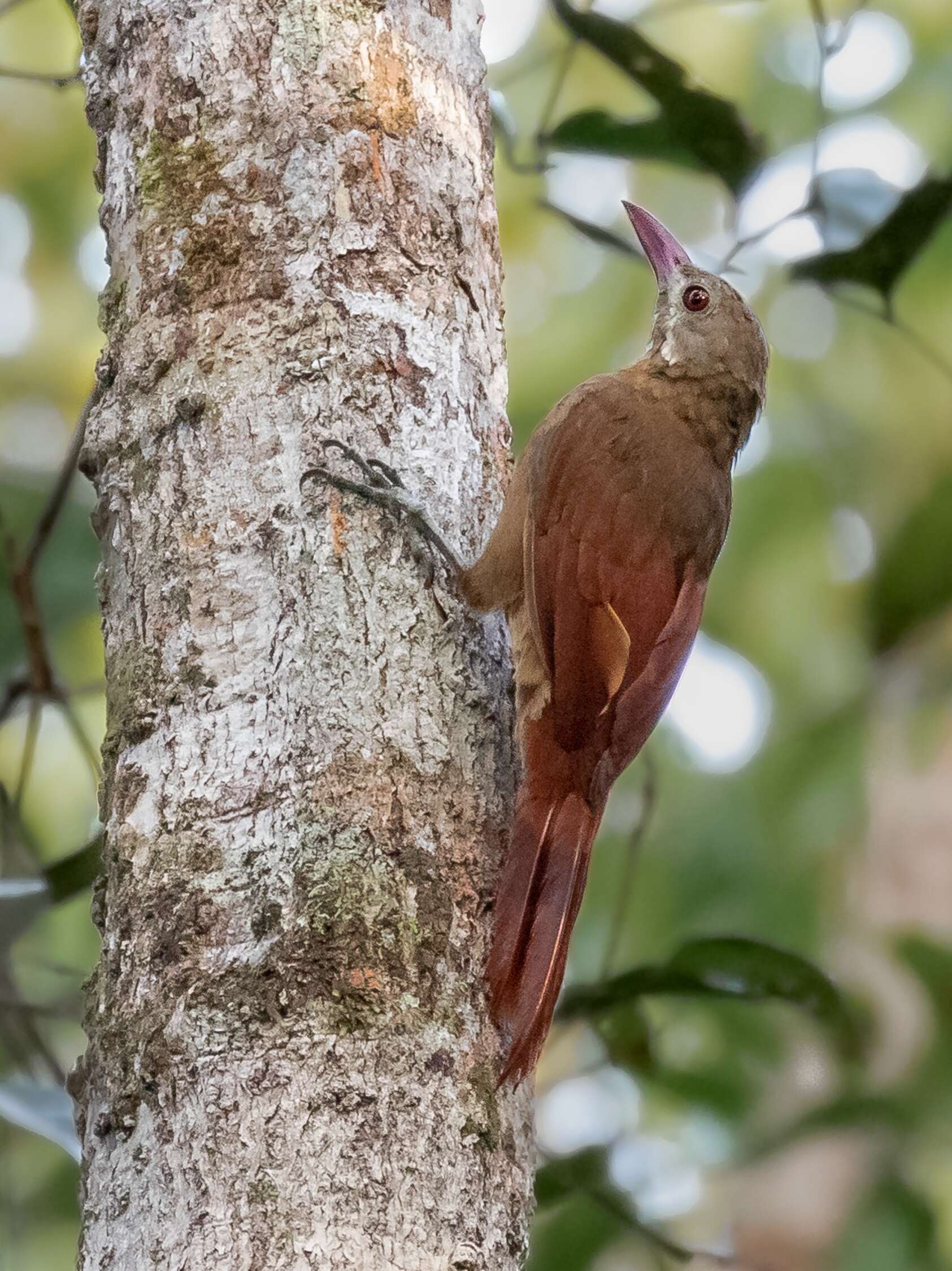 Image of Red-billed Woodcreeper
