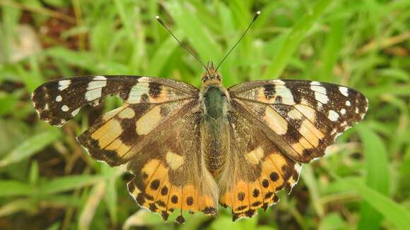 Image of Vanessa cardui