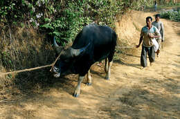 Image of Gaur