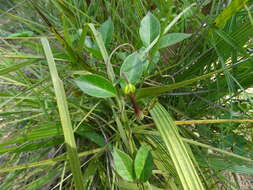 Image de Ceropegia candelabrum L.