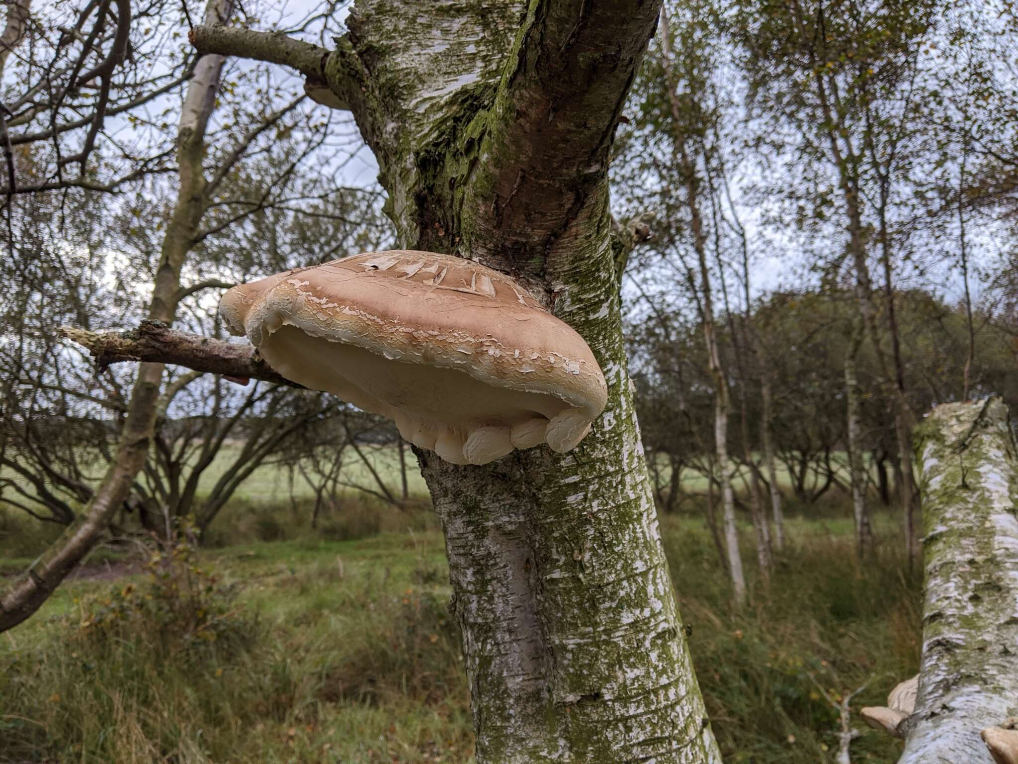 Image of birch polypore