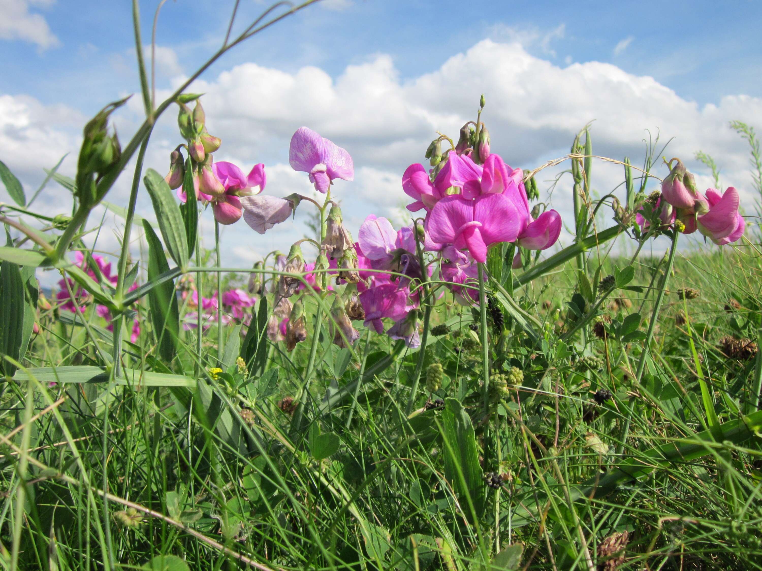 Image of Everlasting pea