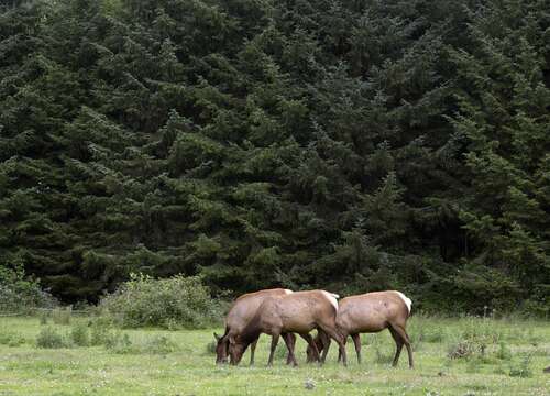 Image of Cervus canadensis roosevelti