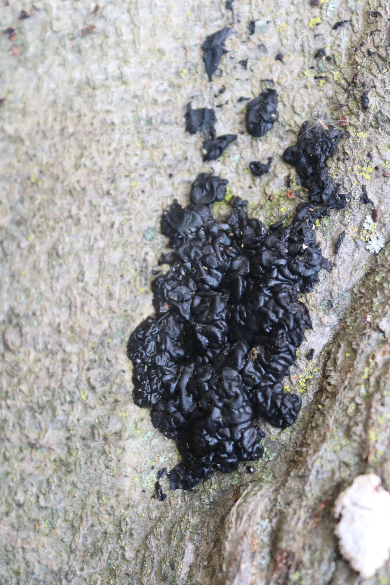 Image of Black Witches' Butter