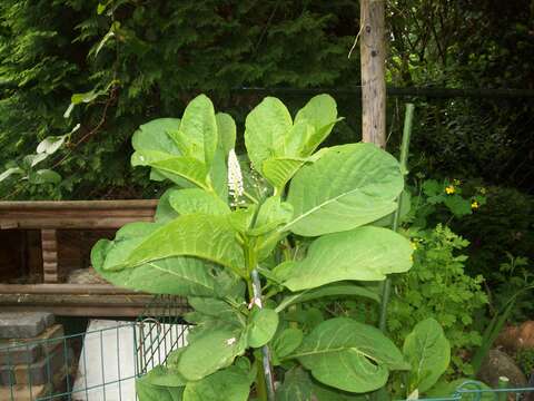 Image of Phytolacca acinosa Roxb.