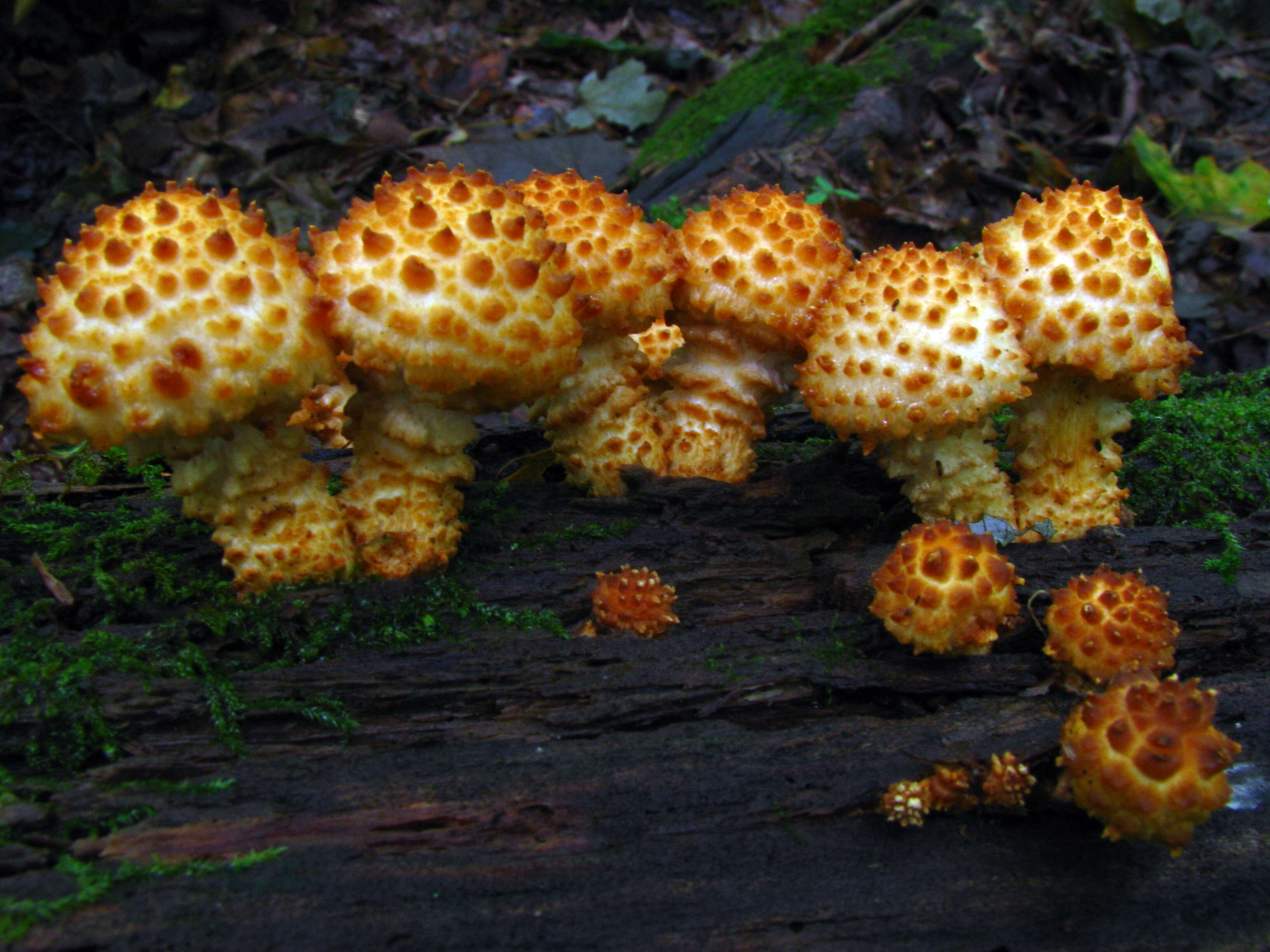 Image of Pholiota squarrosoides (Peck) Sacc. 1887