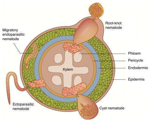 Image of nematodes