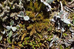 Image of Austrolycopodium fastigiatum (R. Br.) Holub